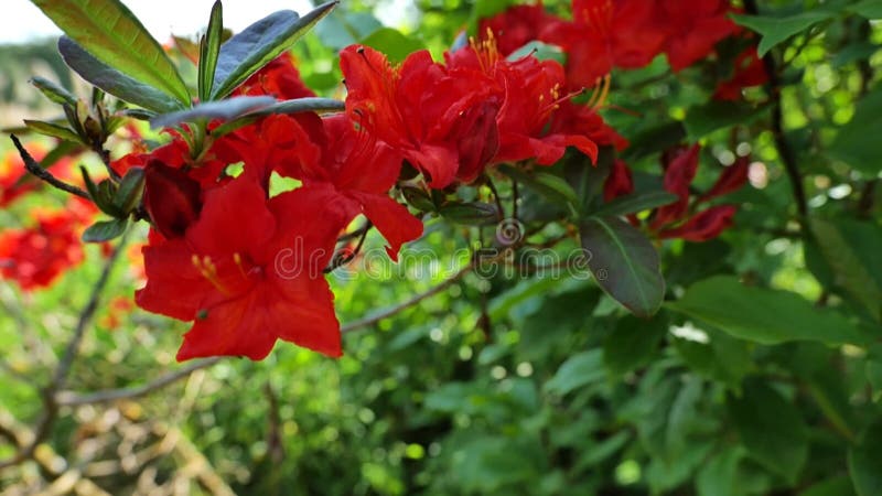 Red rhododendron blossom. Azaleas and rhododendrons in spring. Coral blooming rhododendron in the garden.Beautiful