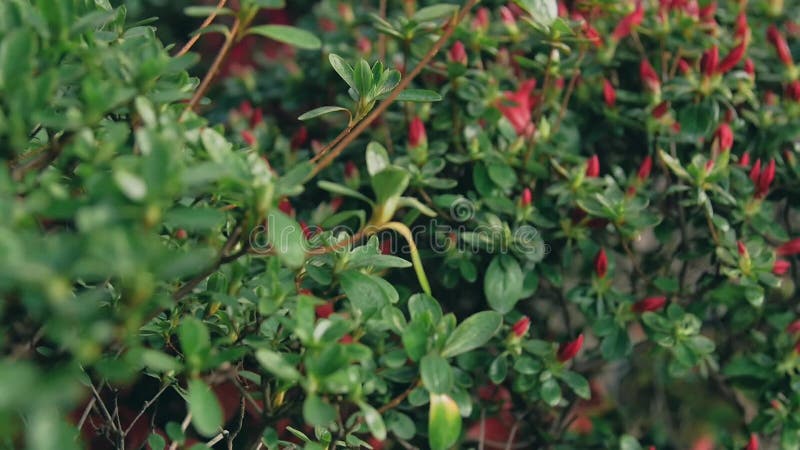 Red rhododendron buds