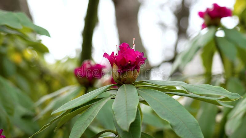 Red rhododendron flowers on a evergreen shrub in springtime