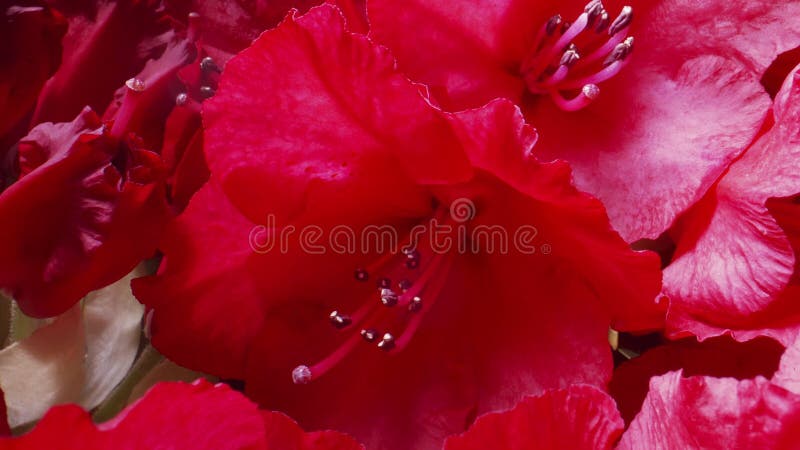 Red rhododendron flowers