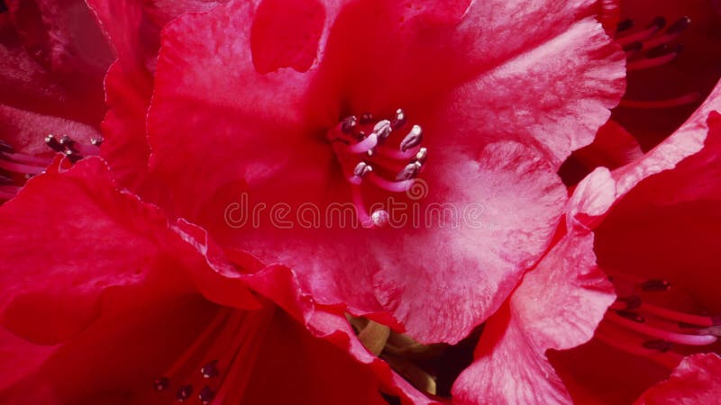 Red rhododendron flowers