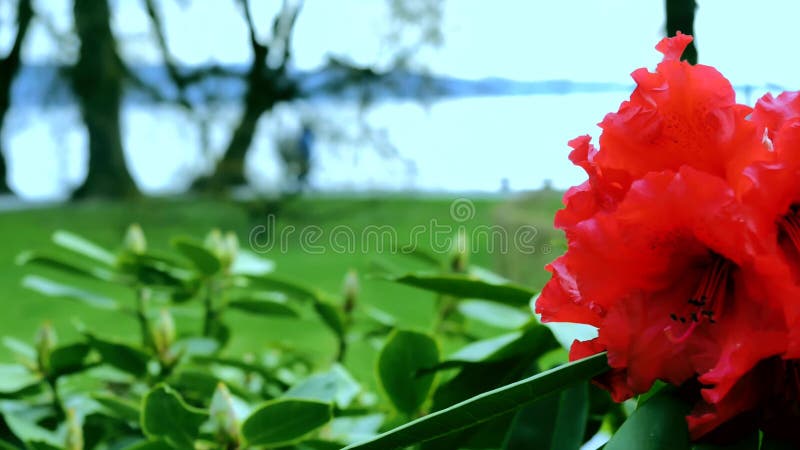 Red rhododendron in the foreground. In the background, the view of the park opens.