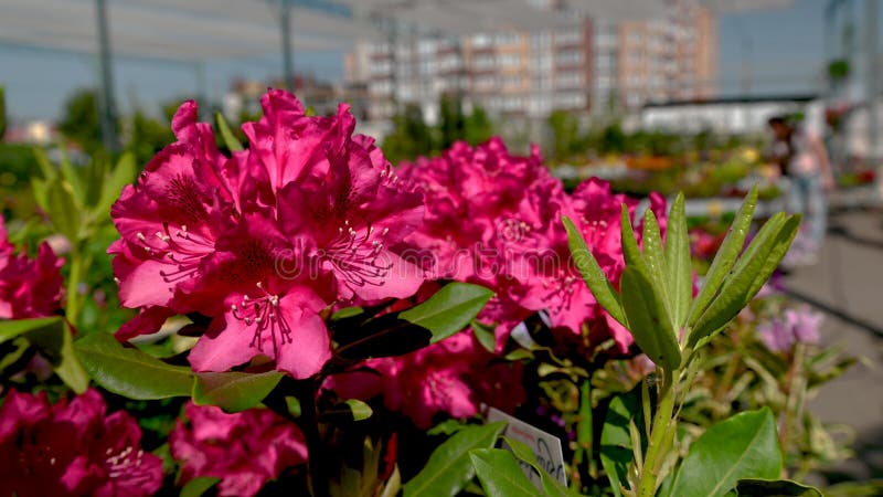 Red rhododendron Kali flower 4K