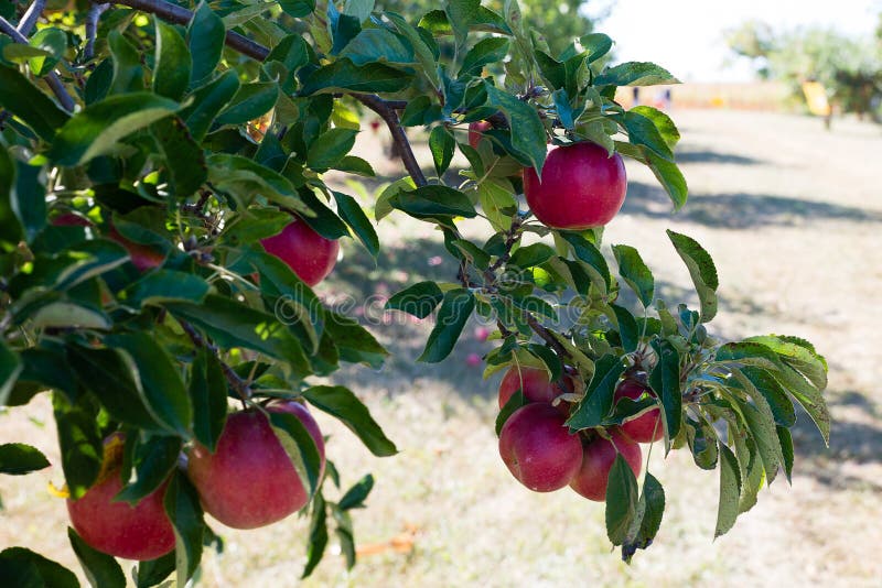 Apple harvest time stock photo. Image of hanging, apples 103100016