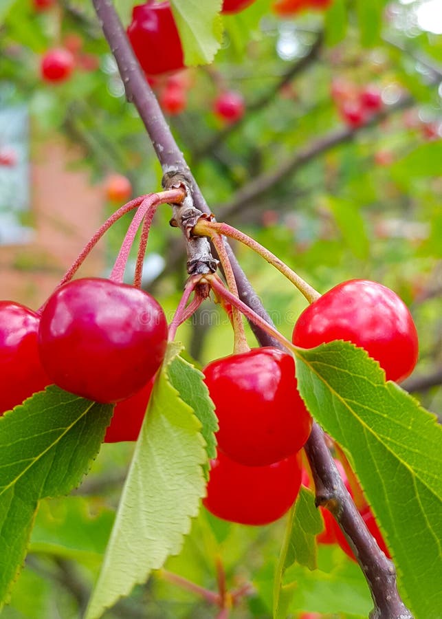 Red ripe cherry fruit on a tree branch with green leafs