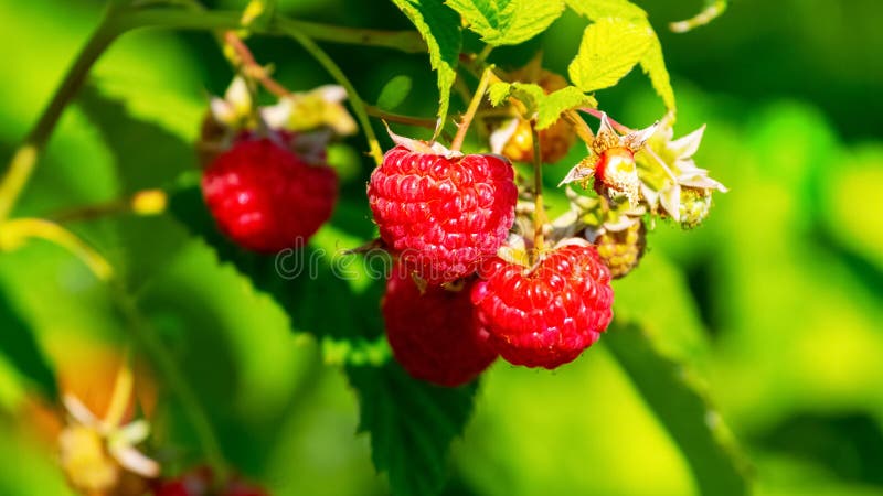 Red ripe raspberries in the garden on the bush. Growing raspberries. Raspberry harvest royalty free stock photo