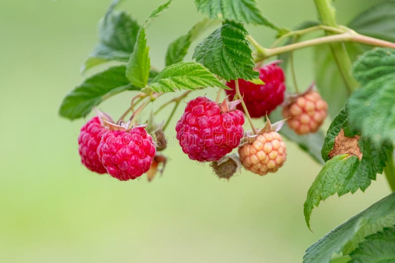 Red ripe raspberries in the garden on the bush. Growing raspberries. Raspberry harvest royalty free stock image
