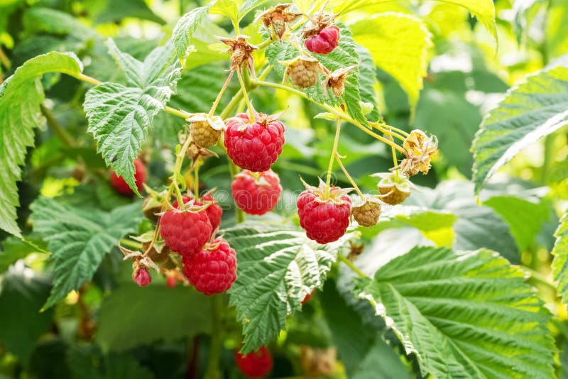Red ripe raspberries in the garden on the bush. Growing raspberries. Raspberry harvest stock photo