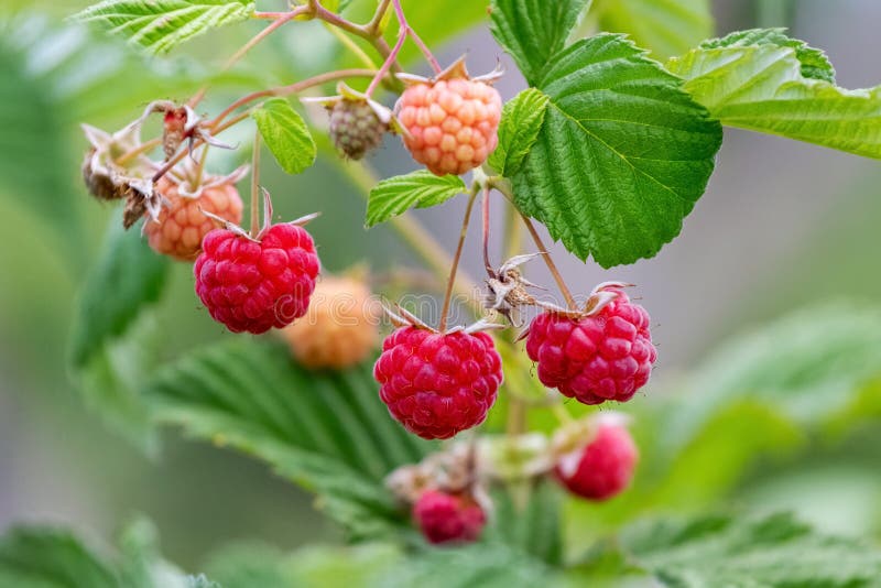 Red ripe raspberries in the garden on the bush. Growing raspberries. Raspberry harvest stock photos