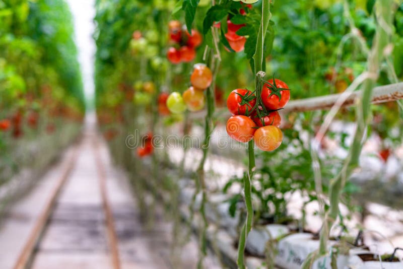 Red ripe tomatoes grown in a greenhouse. royalty free stock images Red ripe tomatoes grown in a greenhouse. royalty free stock images