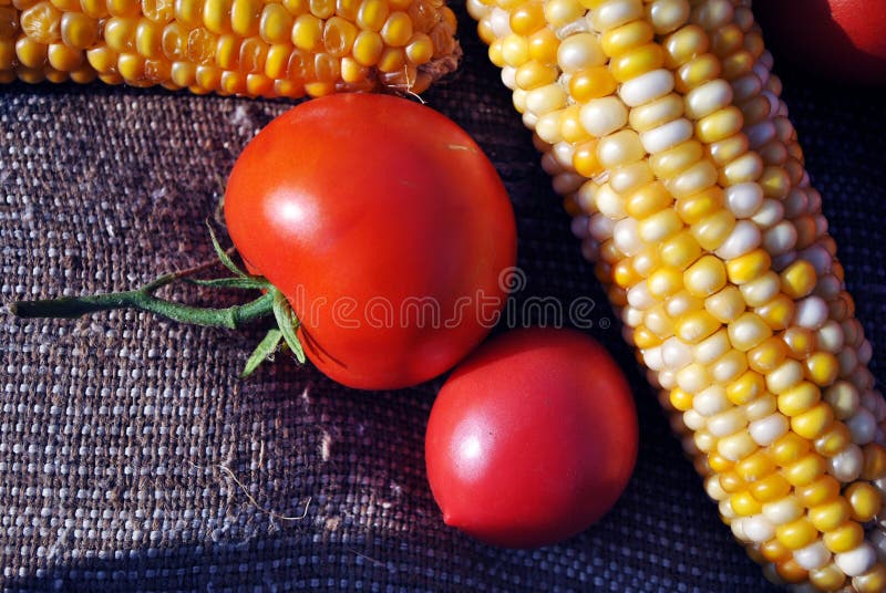 Red ripe tomatoes on a rough texture sackcloth background with yellow sweet corn cobs, close up organic texture background stock image Red ripe tomatoes on a rough texture sackcloth background with yellow sweet corn cobs, close up organic texture background stock image