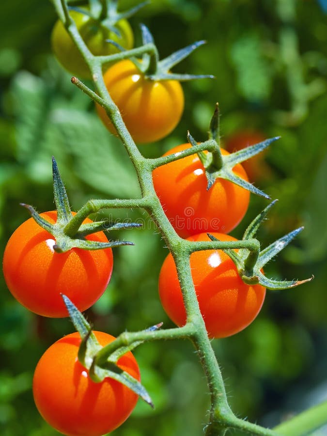 Scarlet Eggplant, Mock Tomato Mini Pumpkins, Japanese Golden Egg Stock  Photo - Image of annuals, cultivation: 104101036