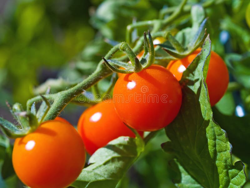 Red Ripe Tomatoes on the Vine