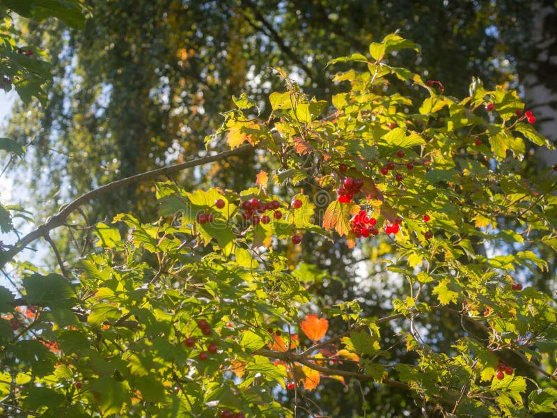 Red ripe viburnum berries royalty free stock images