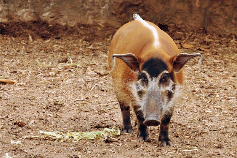 Red river hog