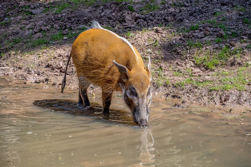 Red River Hog stock image. Image of swine, coat, brown 190597899