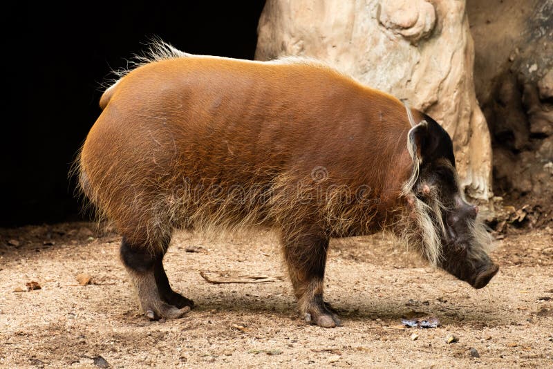 Red river hog stock photo. Image of potamochoerus, porcus 164040704
