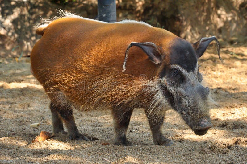 red-river-hog-hogs-will-live-variety-habitats-as-long-as-there-dense-vegetation-31628146.jpg