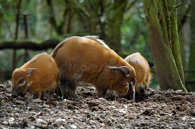 Red river hogs in forest pig