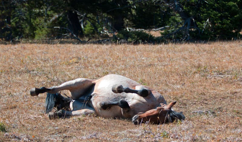 Red Roan Wild Stallion rolling in the dirt in the Pryor Mountain Wild Horse Range in Montana royalty free stock image Red Roan Wild Stallion rolling in the dirt in the Pryor Mountain Wild Horse Range in Montana royalty free stock image