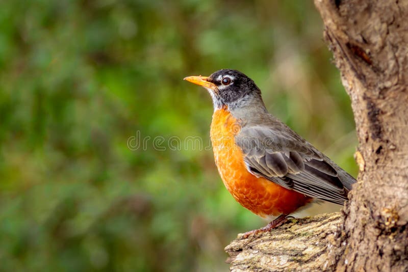 Red Robin stock image. Image of bird, outdoors, high 46059729