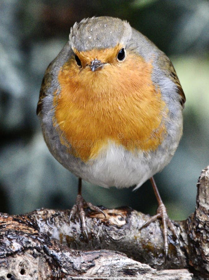 Red robin bird stock image. Image of perched, birding 265848557