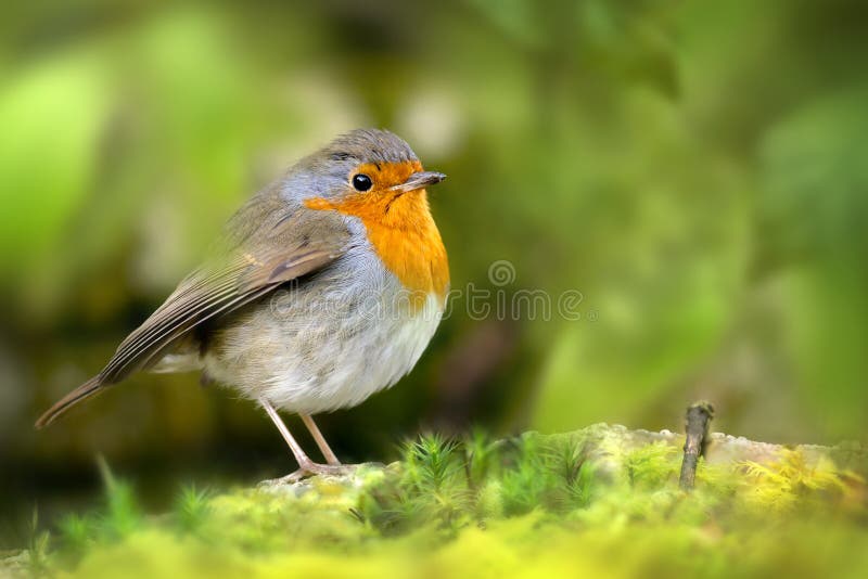 Red Robin Bird