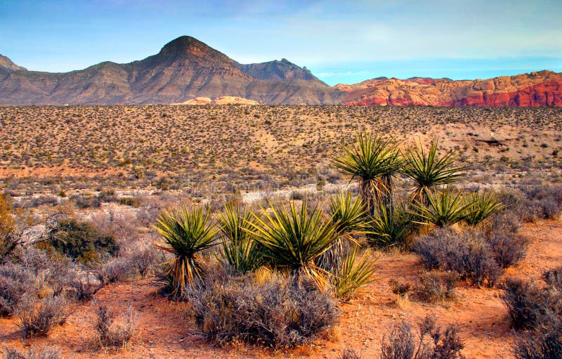 Il Red Rock Canyon National Conservation Area è situata a pochi chilometri ad ovest di Las Vegas e comprende 197, 000 ettari nel Deserto del Mojave.