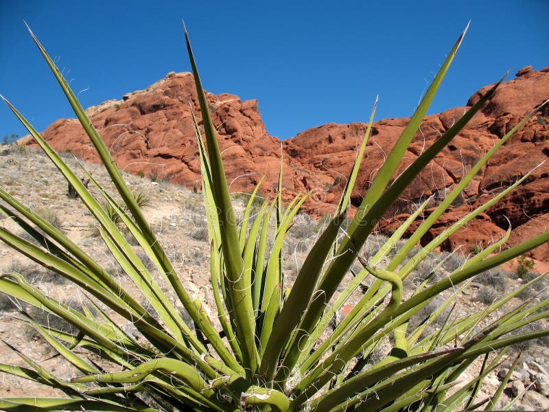 Red Rock Canyon Nevada