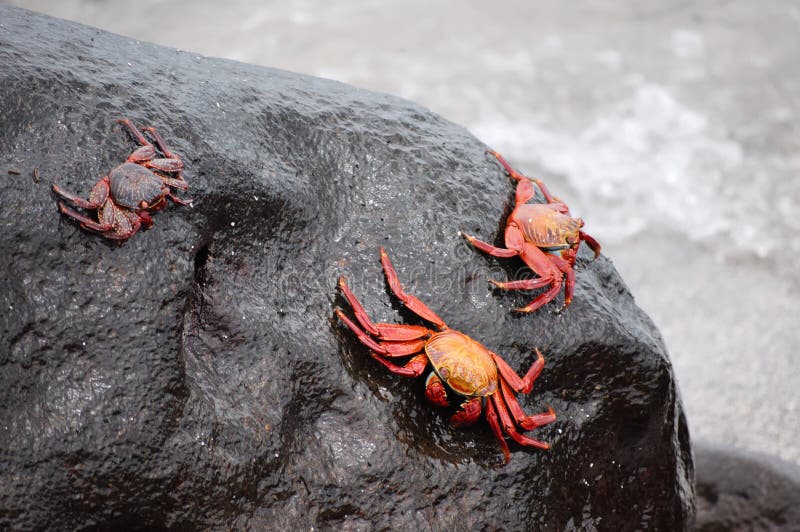 Red rock crabs.