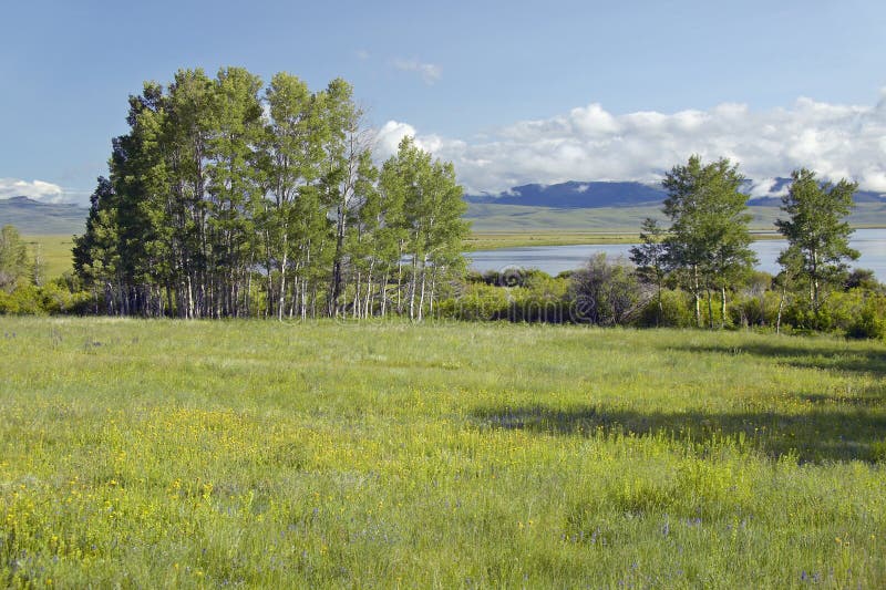 Red Rock Lake in Centennial Valley Near Lakeview, MT Stock Image