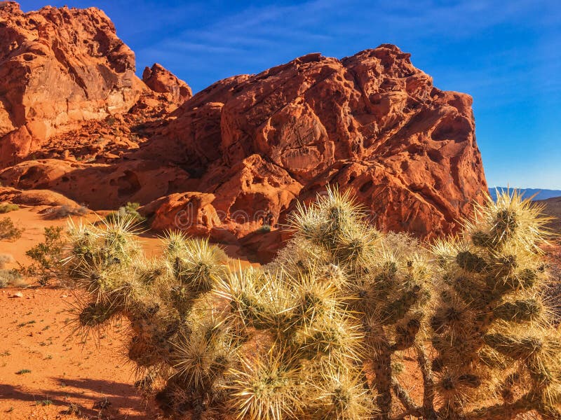 Red rock structure and cactus in Valley of Fire, Nevada, USA