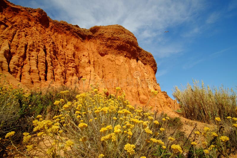 Red rocks and flowers on the Praia da Falesia - Falesia beach in Algarve, Portugal