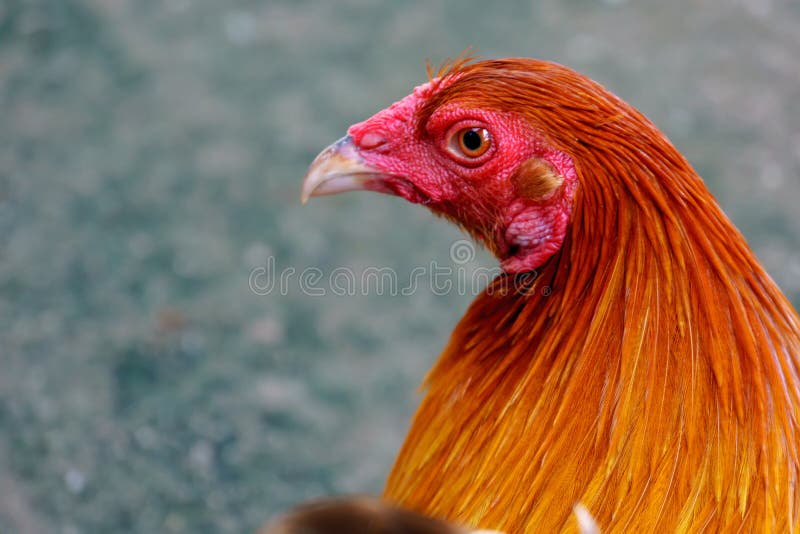 Red Rooster for Fighting in the Philippines Stock Image Image of