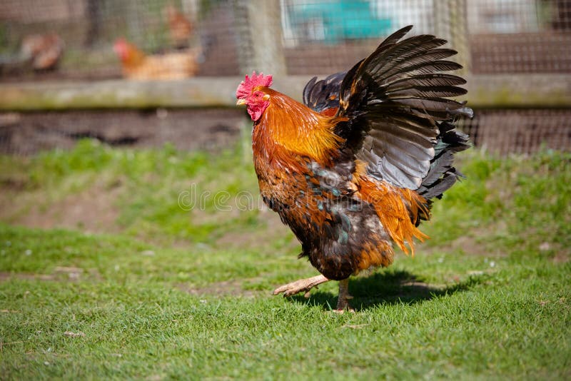 Red rooster flapping wings stock image. Image of animals 54298695