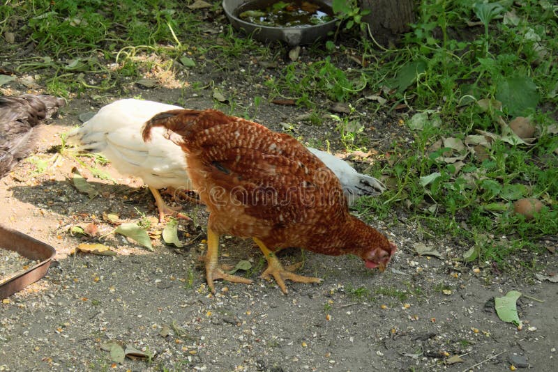 A Red Rooster and Several White Chickens Pecking Grain Stock Image