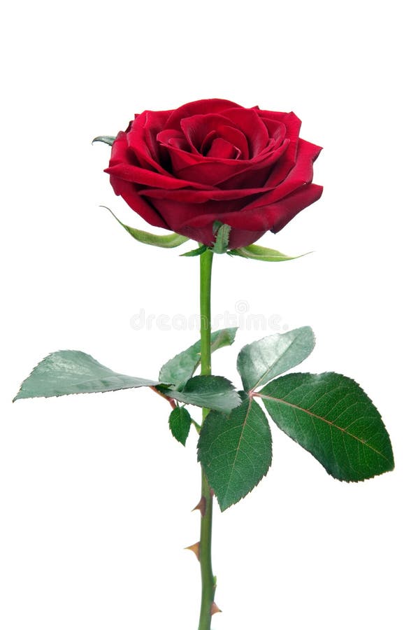 Single Red Rose, Isolated on White Background Stock Image - Image of ...