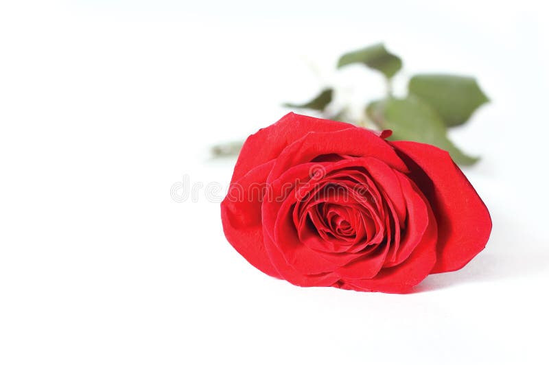 Red Rose Stock Photo Image Of Celebration Nature Bouquet 12253880