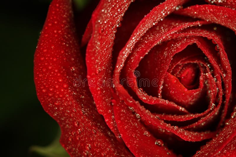 Red rose