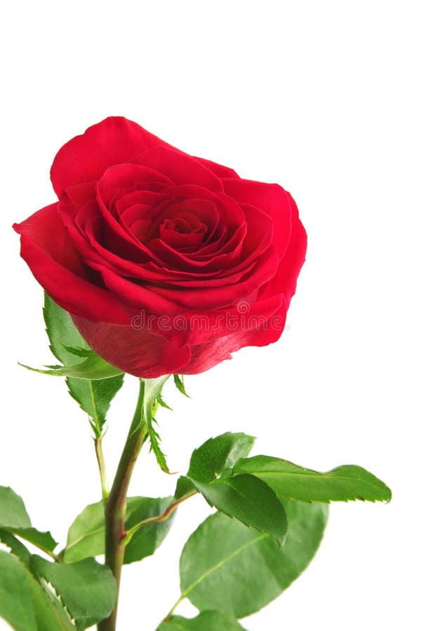 Red rose stock photography