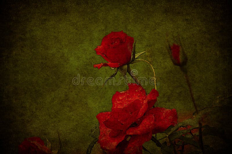 Red rose