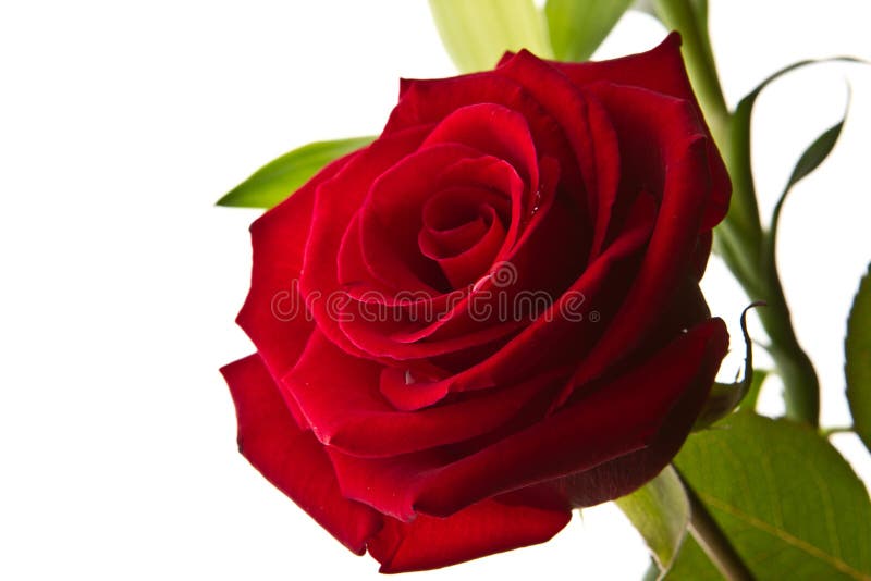 Red rose stock photo