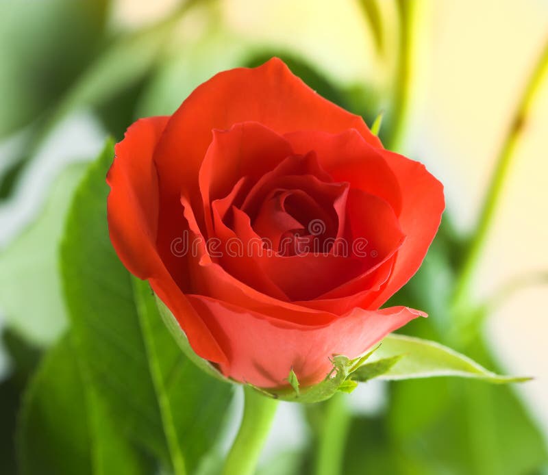 Red Rose Picture. Image 1682676