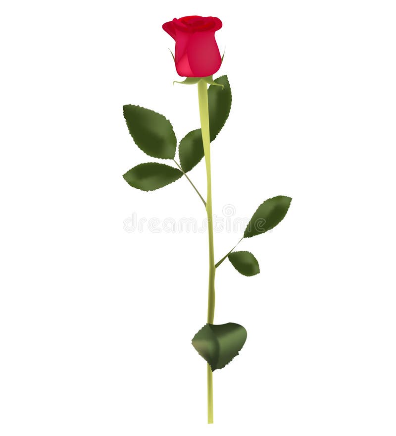 Dark Red Long Stem Rose stock illustration. Illustration of rose - 288619