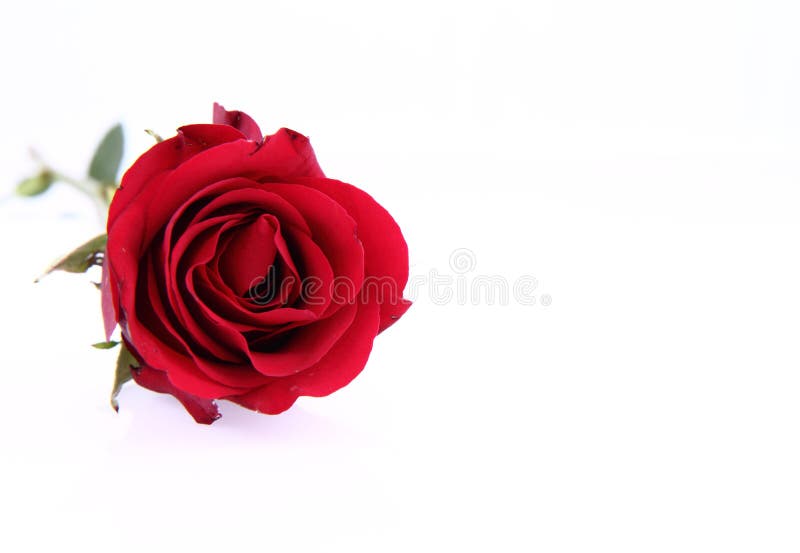 Red rose