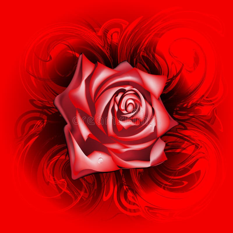 Red rose