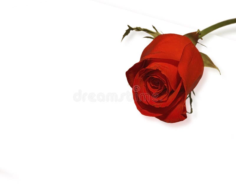 Red rose