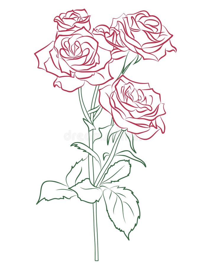 Red rose vector illustration