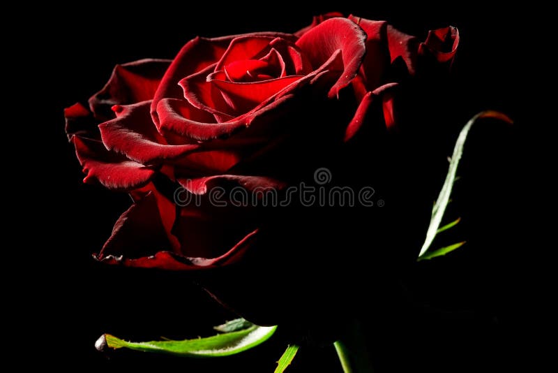 Red rose
