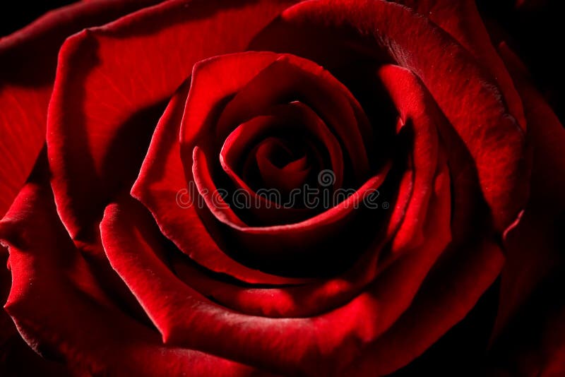 Red rose